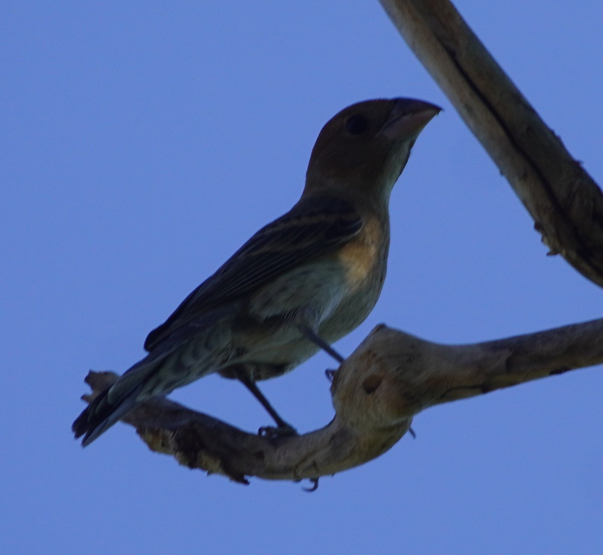 Blue Grosbeak - ML638880338