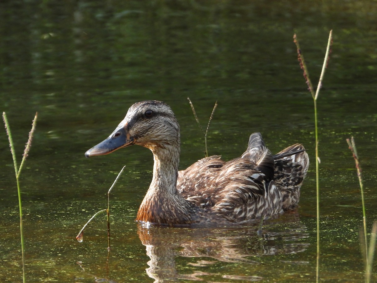 Mallard - ML638880344