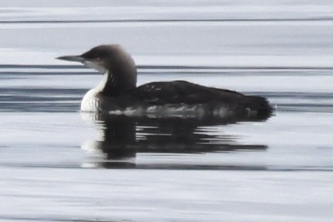 シロエリオオハム - ML638880369