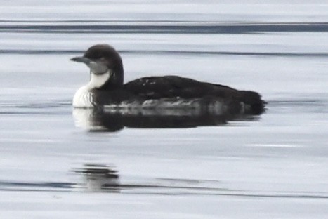 シロエリオオハム - ML638880370