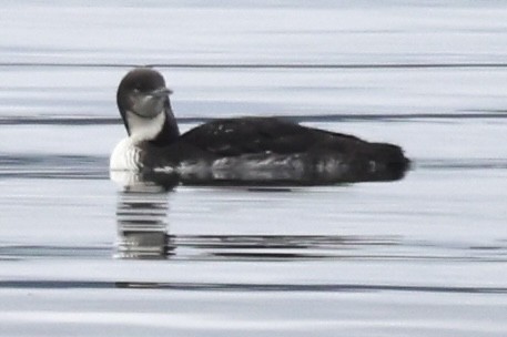 シロエリオオハム - ML638880373