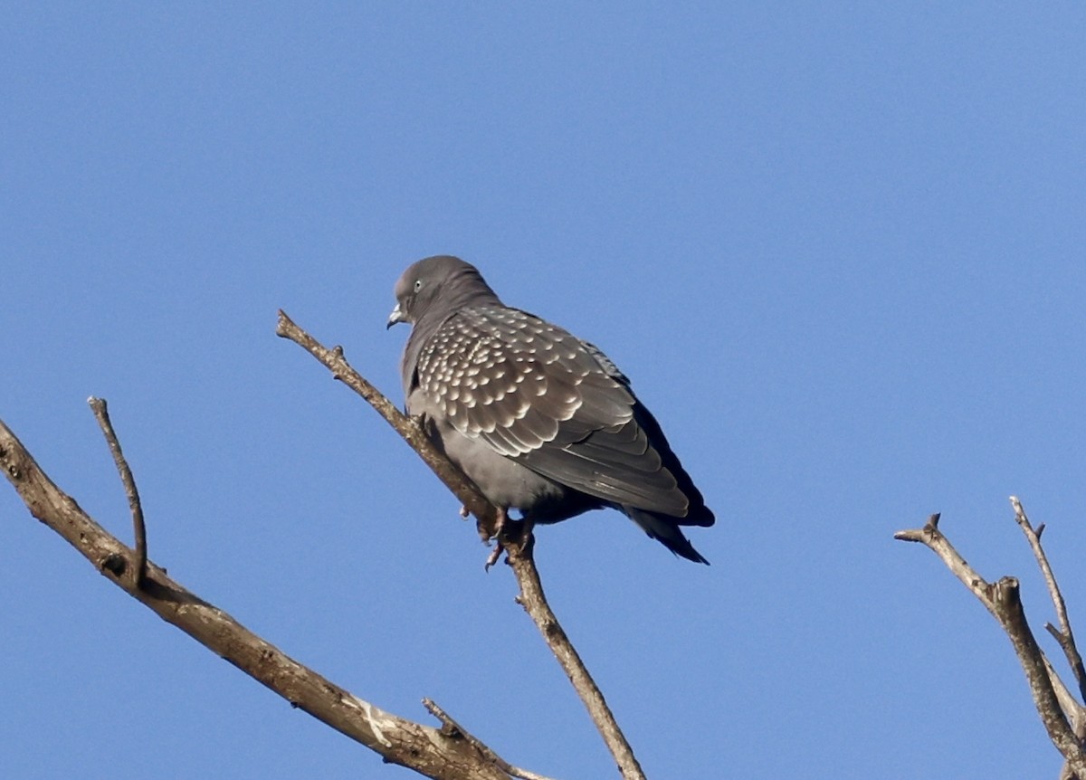 Spot-winged Pigeon - ML638880396