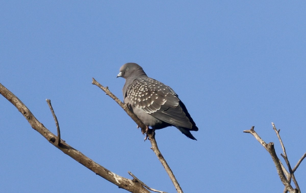 Spot-winged Pigeon - ML638880397