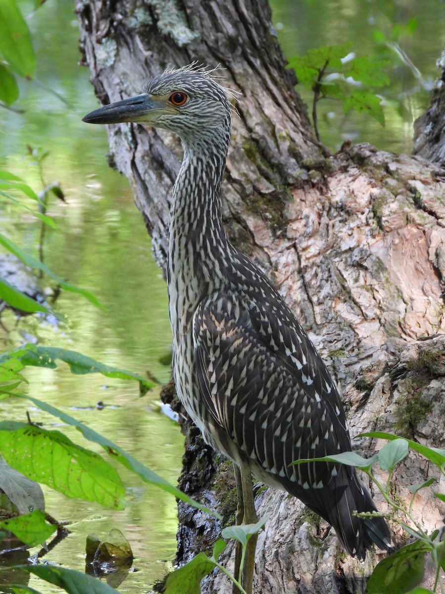 Yellow-crowned Night Heron - ML638880399