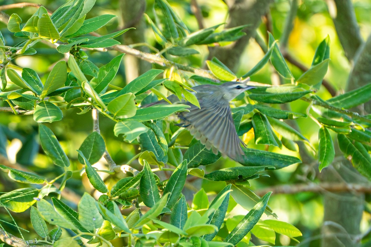 Yucatan Vireo - ML638880405