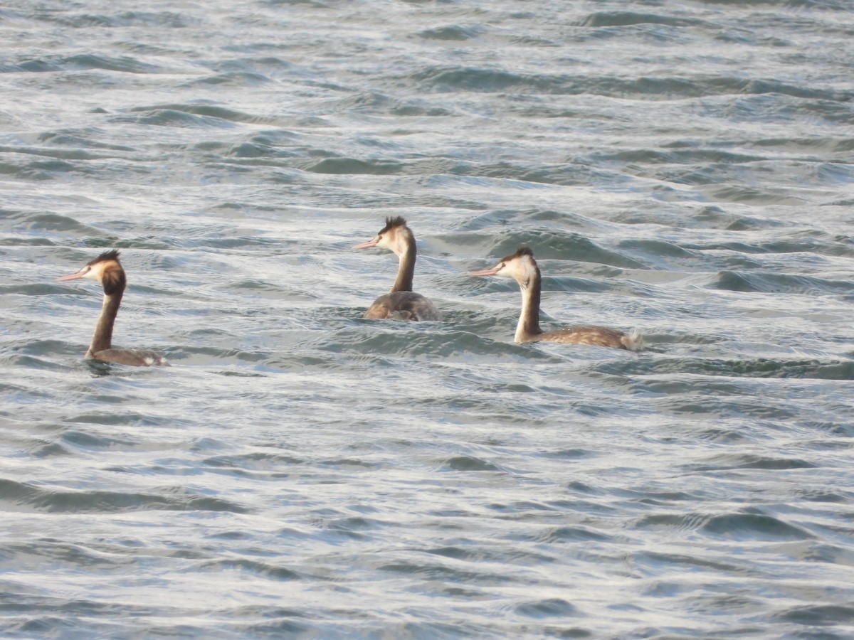 Great Crested Grebe - ML638880425