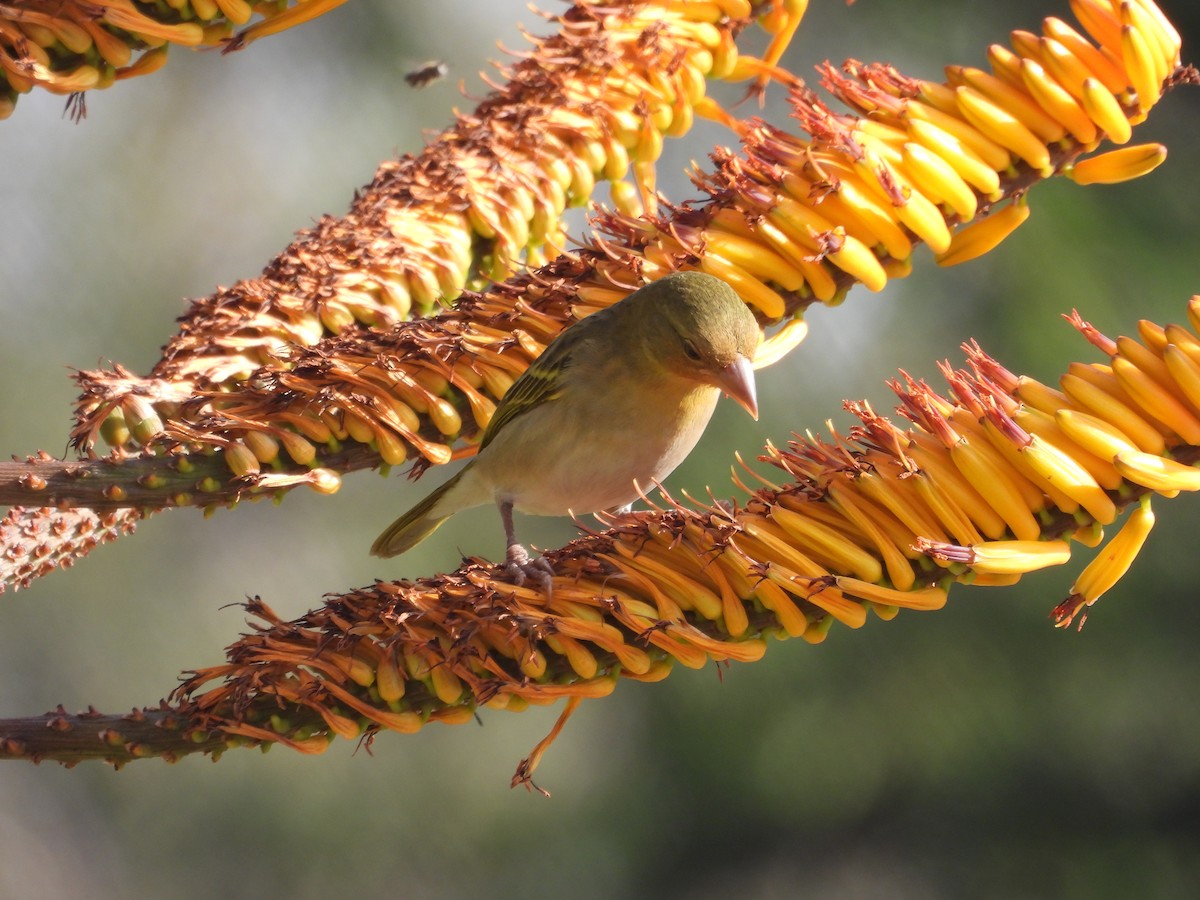 Red-headed Weaver - ML638880437