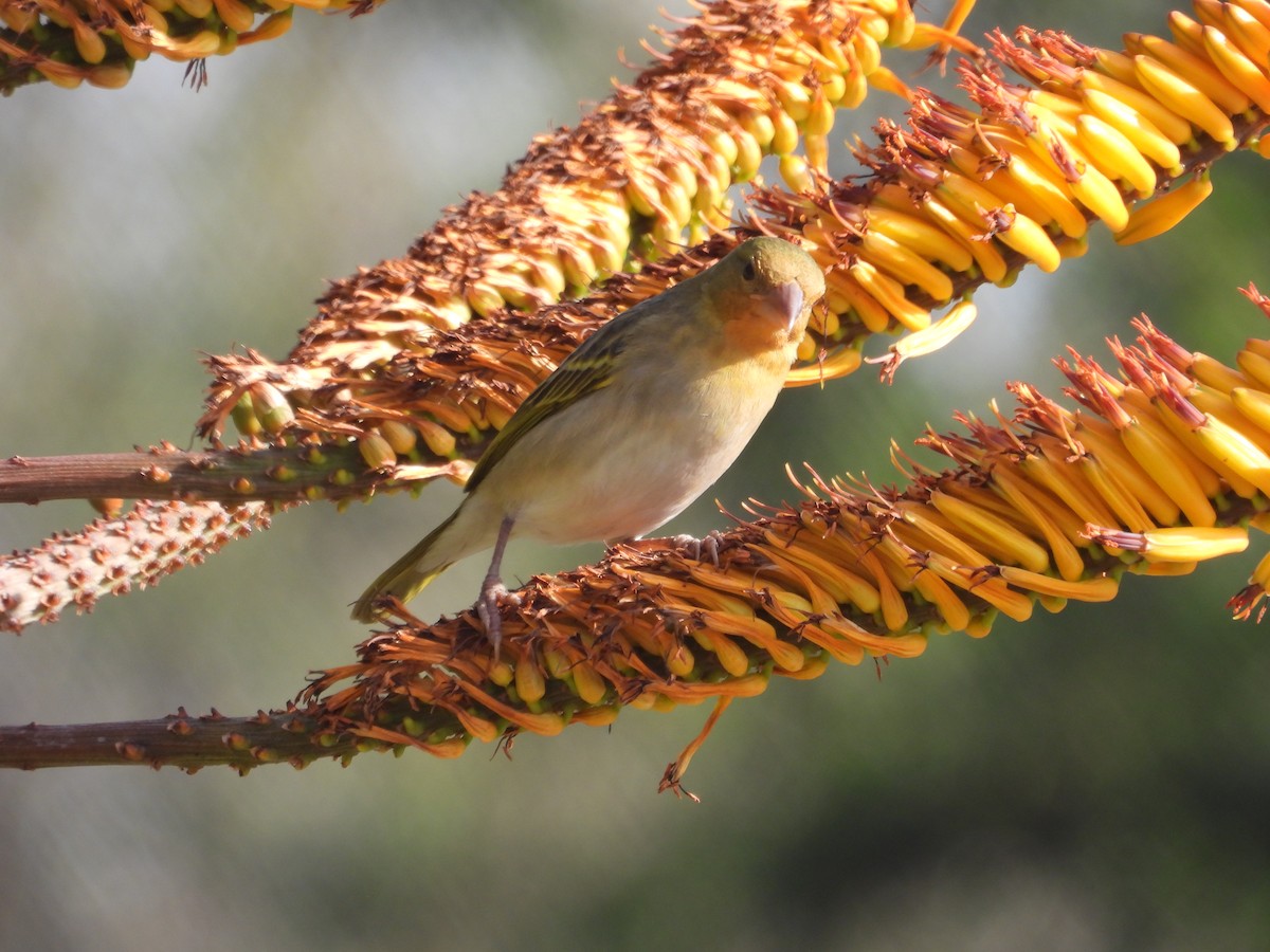 Red-headed Weaver - ML638880439