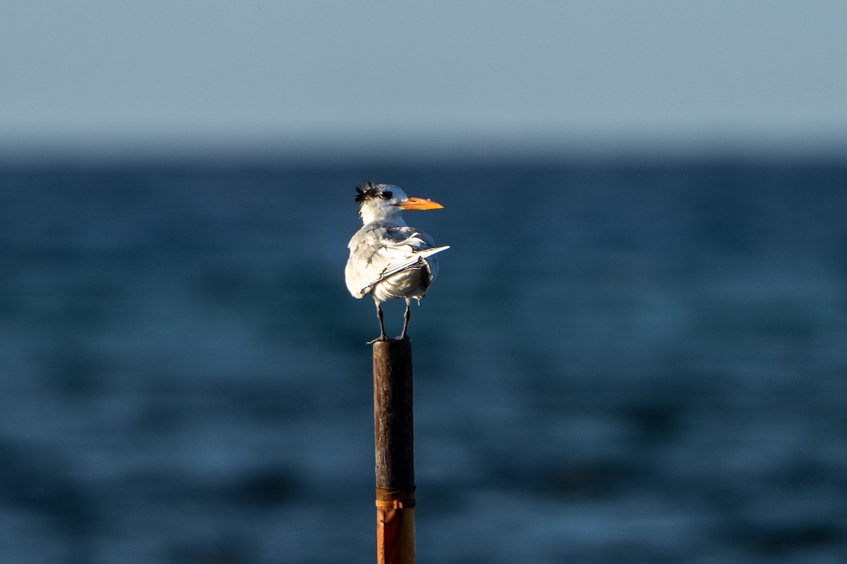 Royal Tern - ML638880441