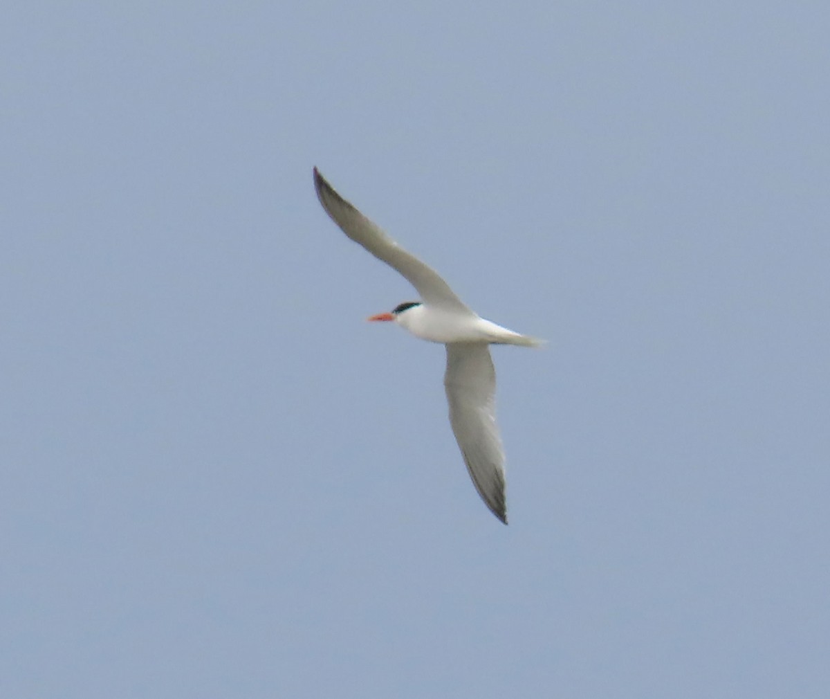 Elegant Tern - ML638880442