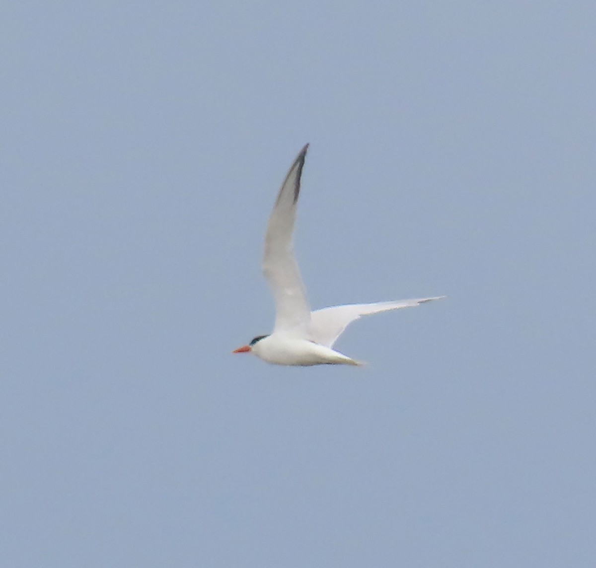 Elegant Tern - ML638880443