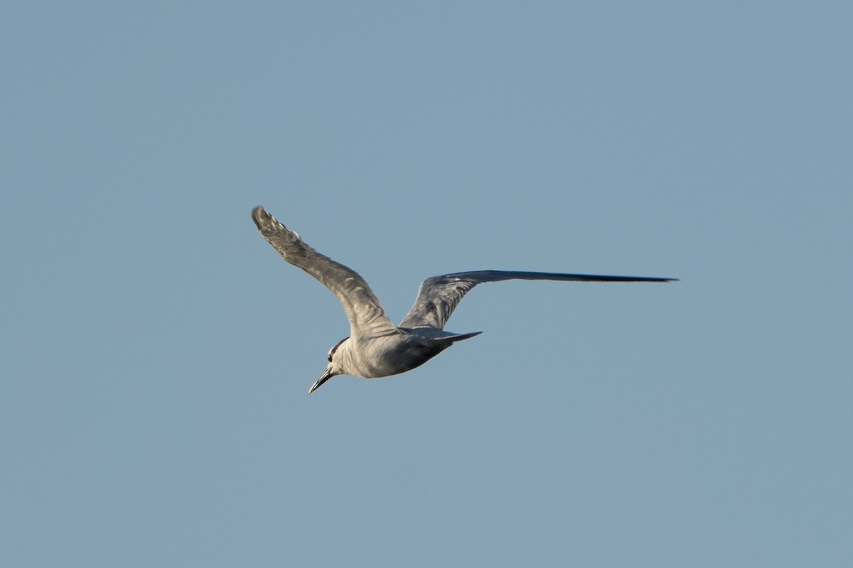 Sandwich Tern - ML638880444