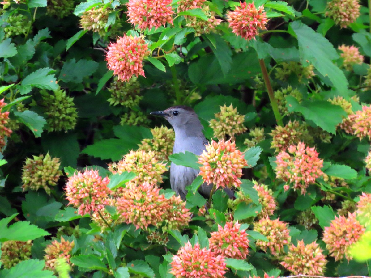 Gray Catbird - ML638880448