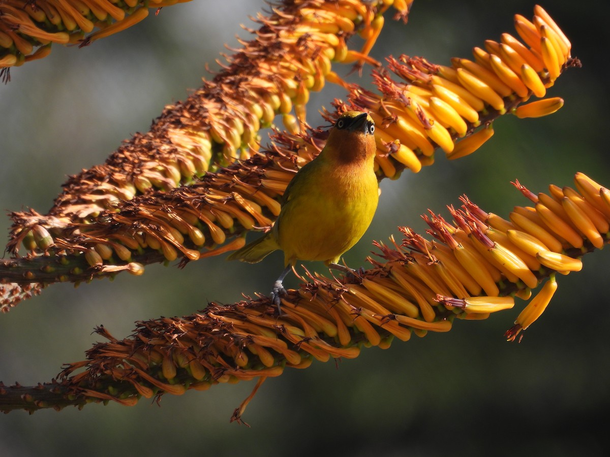 Spectacled Weaver (Black-throated) - ML638880449