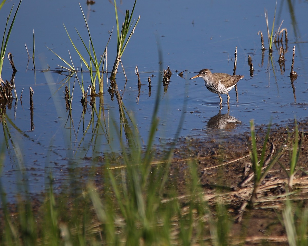 Spotted Sandpiper - ML638880451