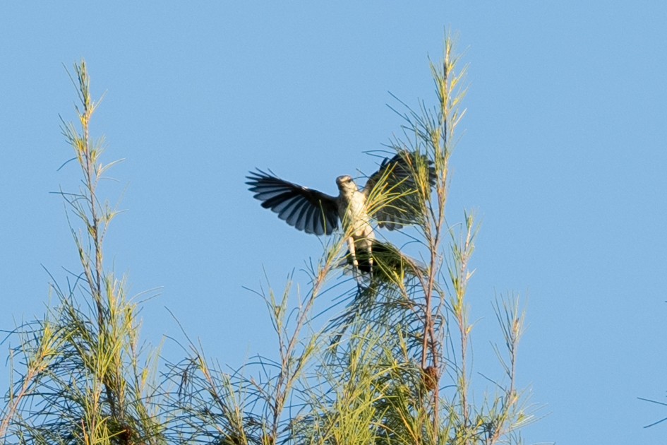 Tropical Mockingbird - ML638880452