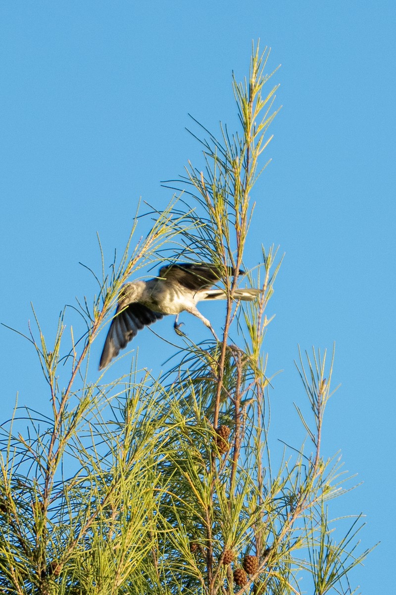 Tropical Mockingbird - ML638880453