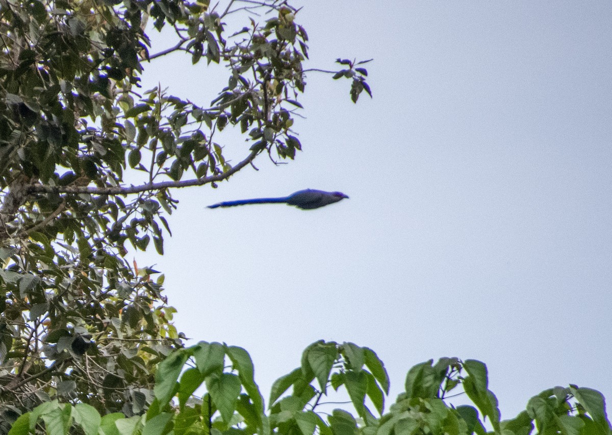 Green-billed Malkoha - ML638880455