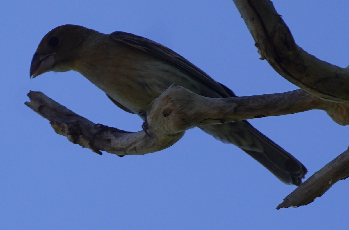 Blue Grosbeak - ML638880456