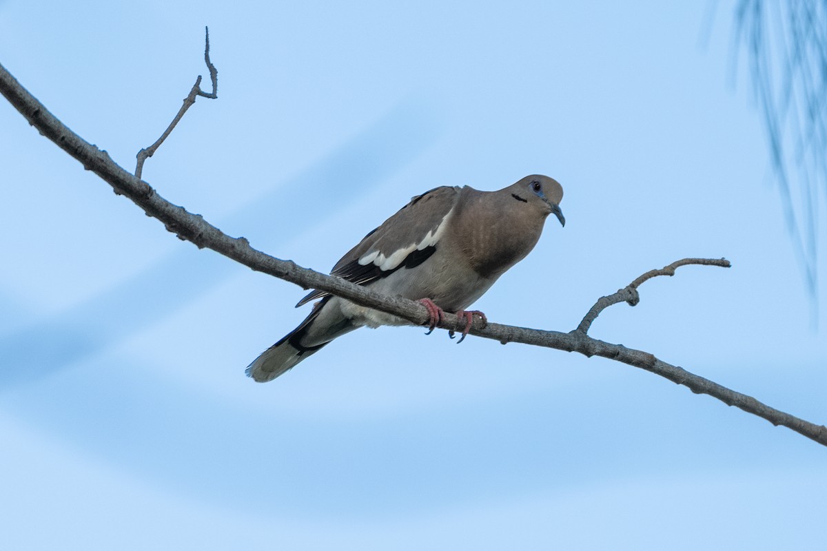 White-winged Dove - ML638880458