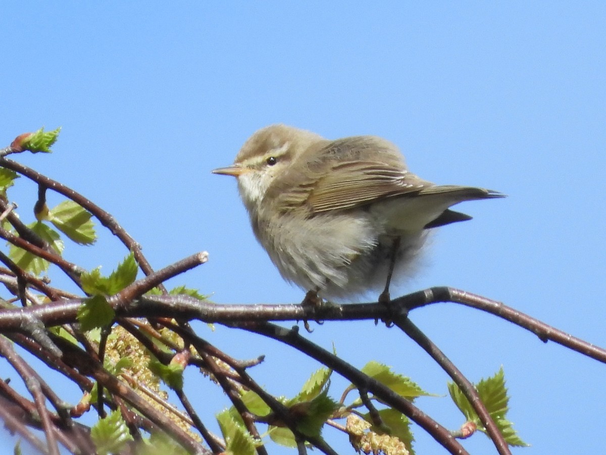Willow Warbler - ML638880462