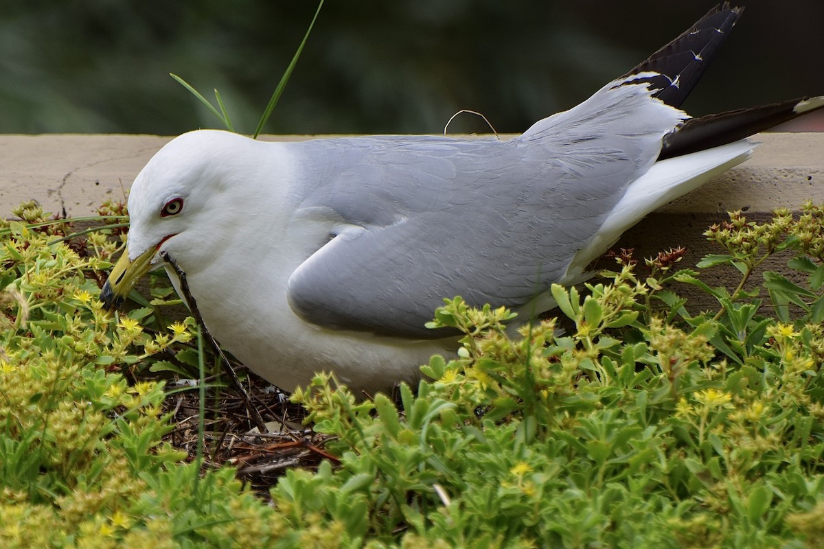 Ring-billed Gull - ML638880465