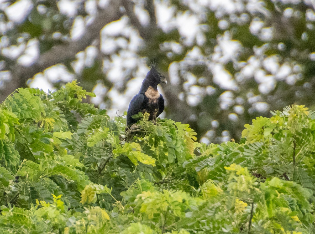 Black Baza - ML638880467