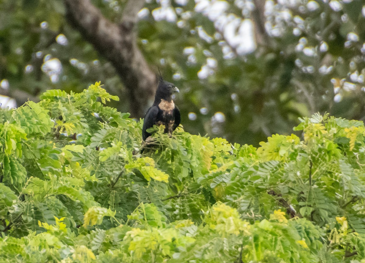 Black Baza - ML638880468