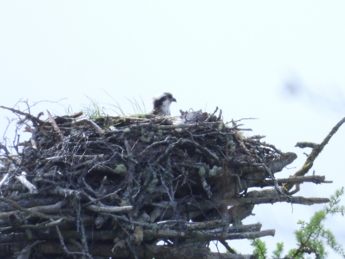 Osprey - ML638880471