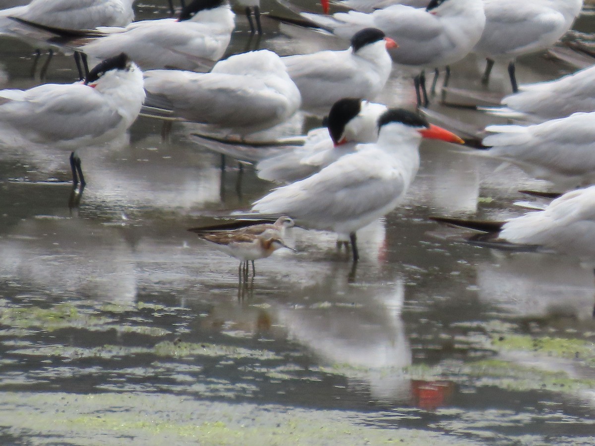 Wilson's Phalarope - ML638880473