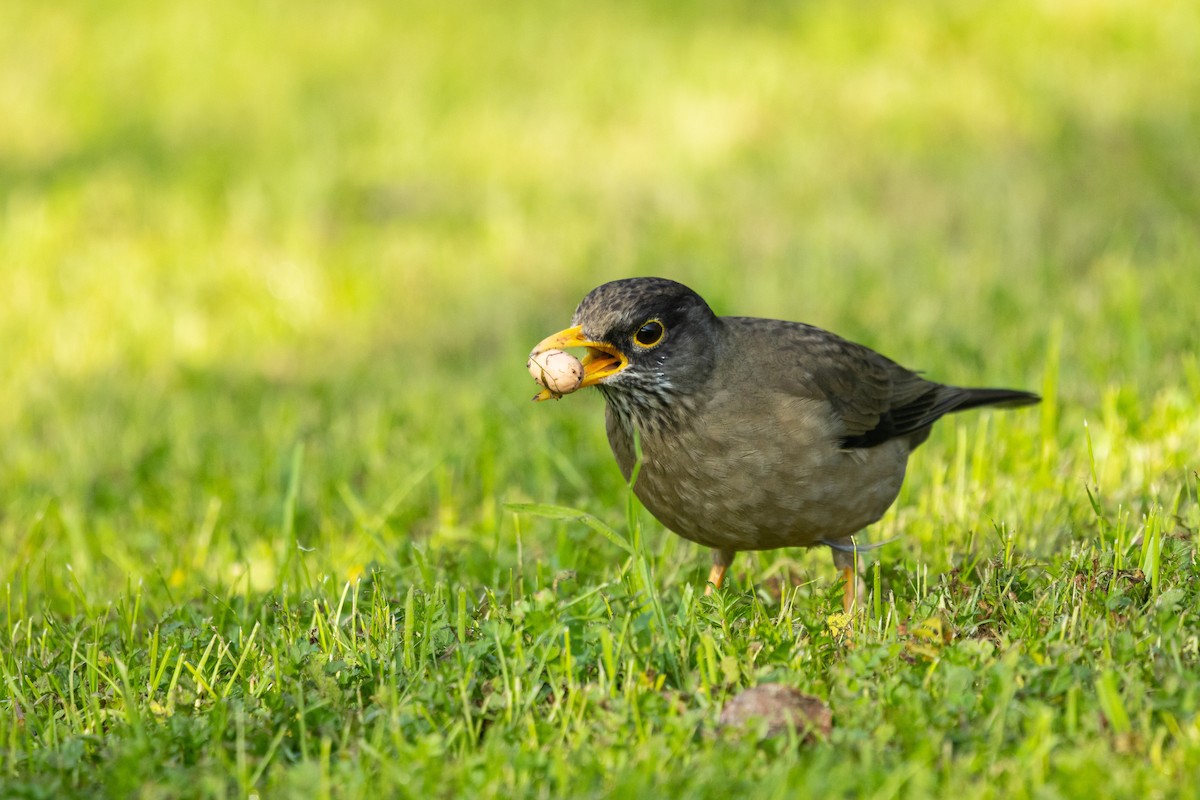 Austral Thrush (Magellan) - ML638880490