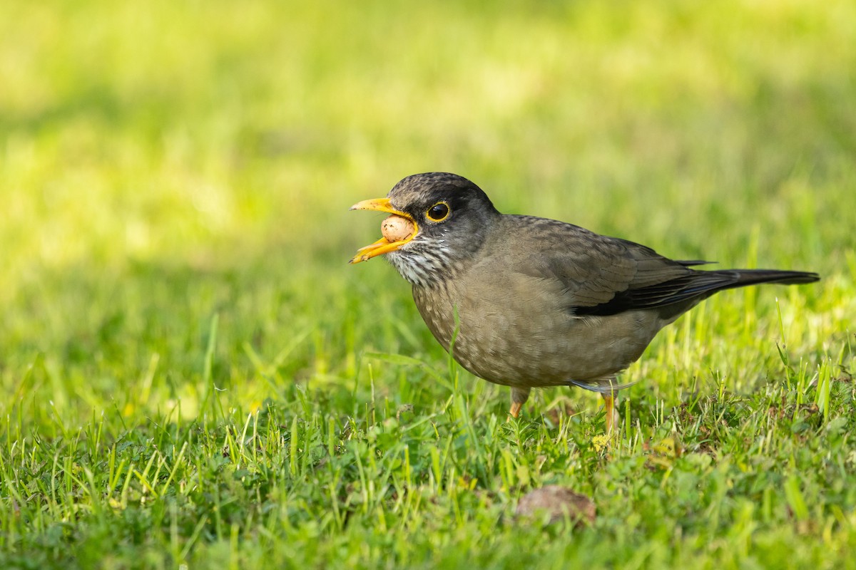 Austral Thrush (Magellan) - ML638880496
