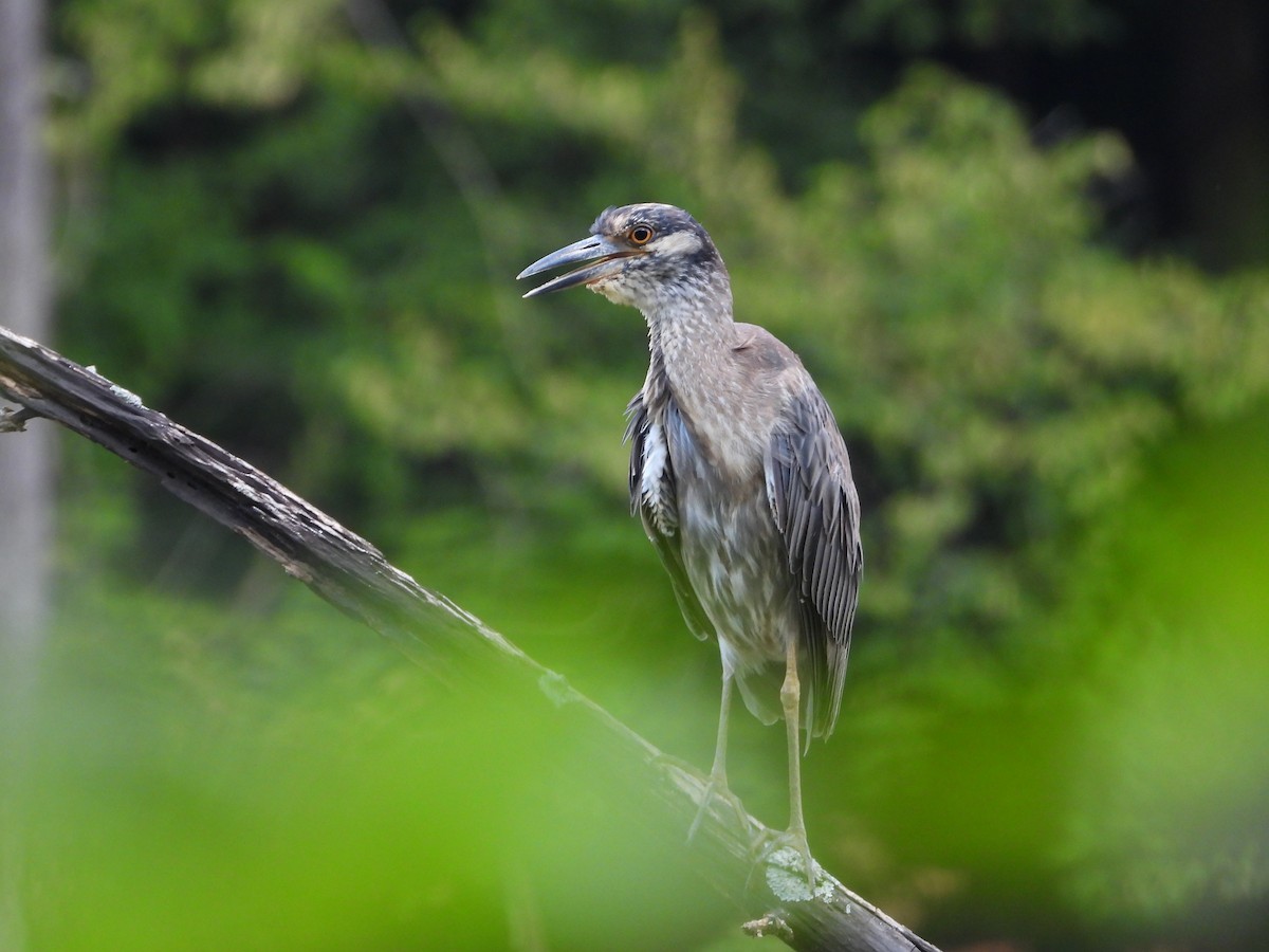 Yellow-crowned Night Heron - ML638880497