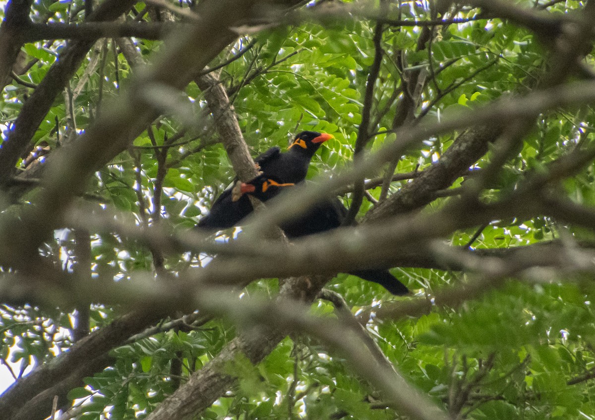Common Hill Myna - ML638880498