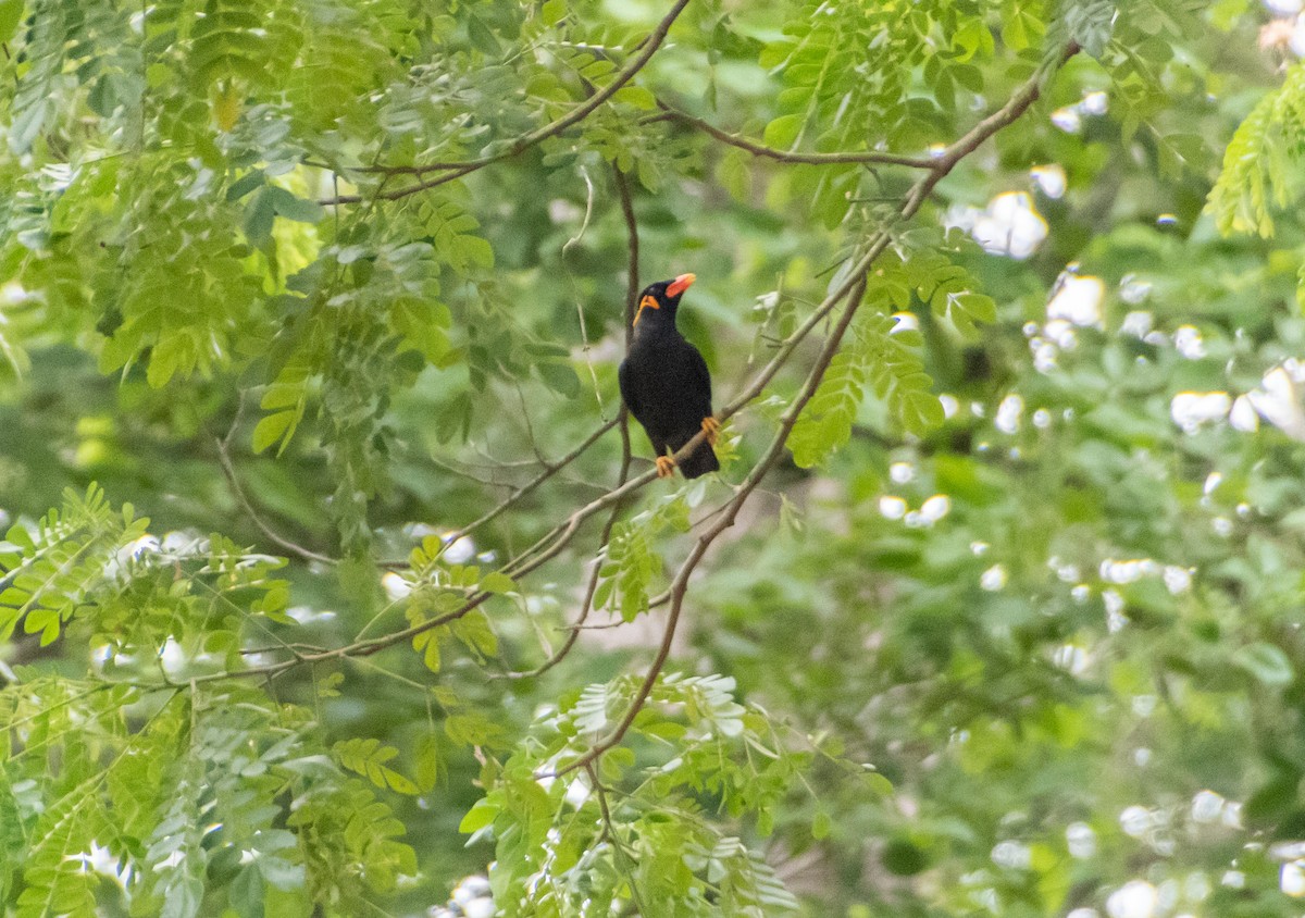 Common Hill Myna - ML638880499