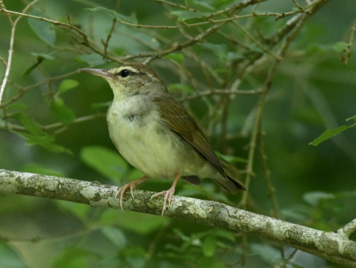Swainson's Warbler - ML638880504