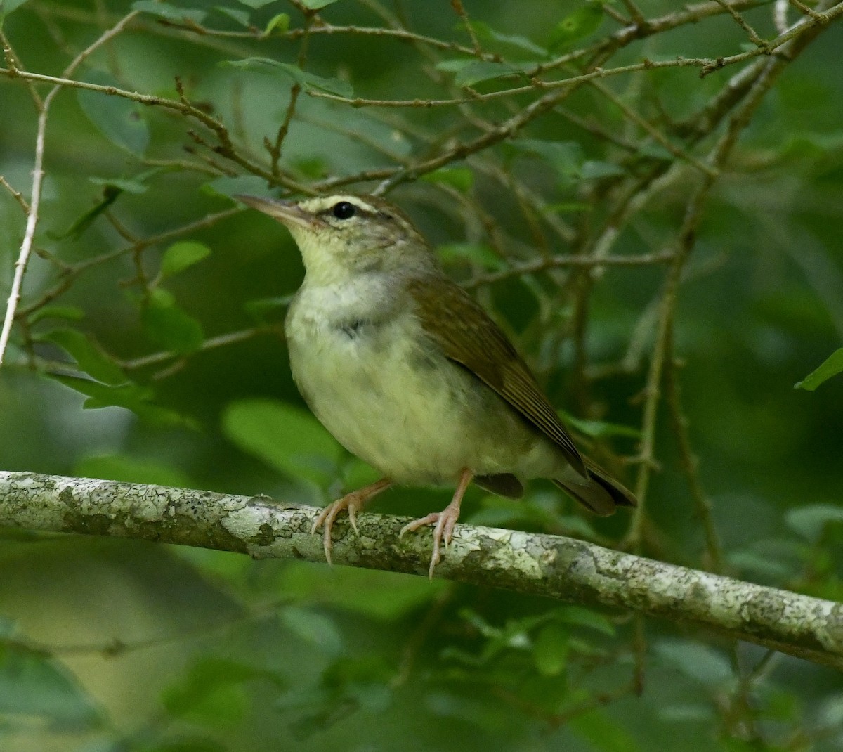 Swainson's Warbler - ML638880505