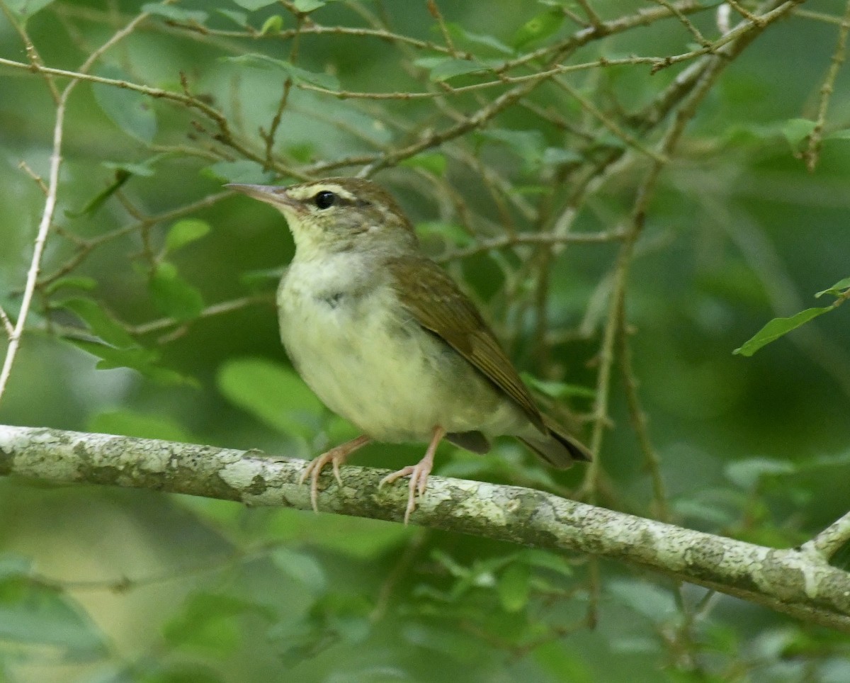 Swainson's Warbler - ML638880506