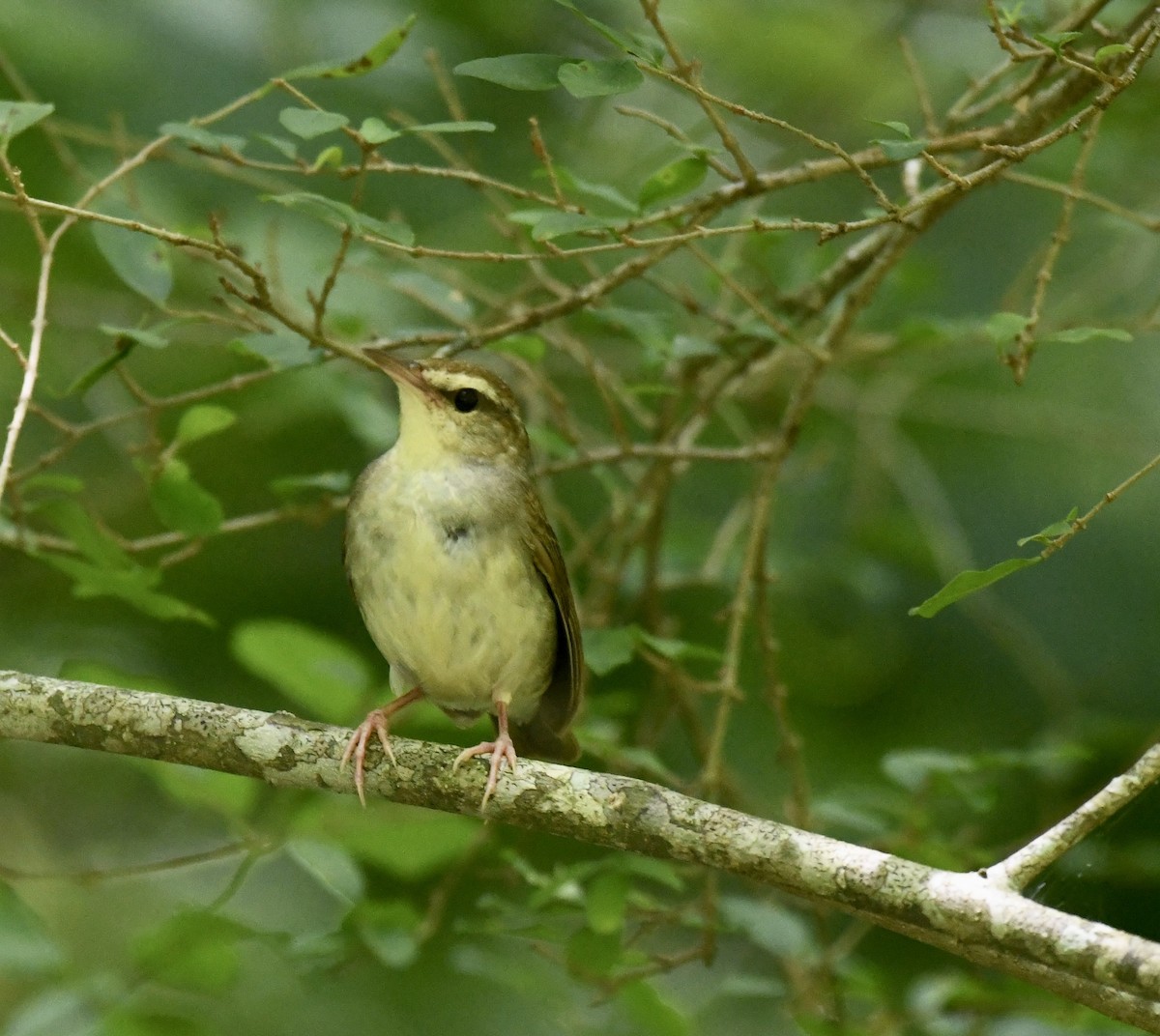Swainson's Warbler - ML638880507
