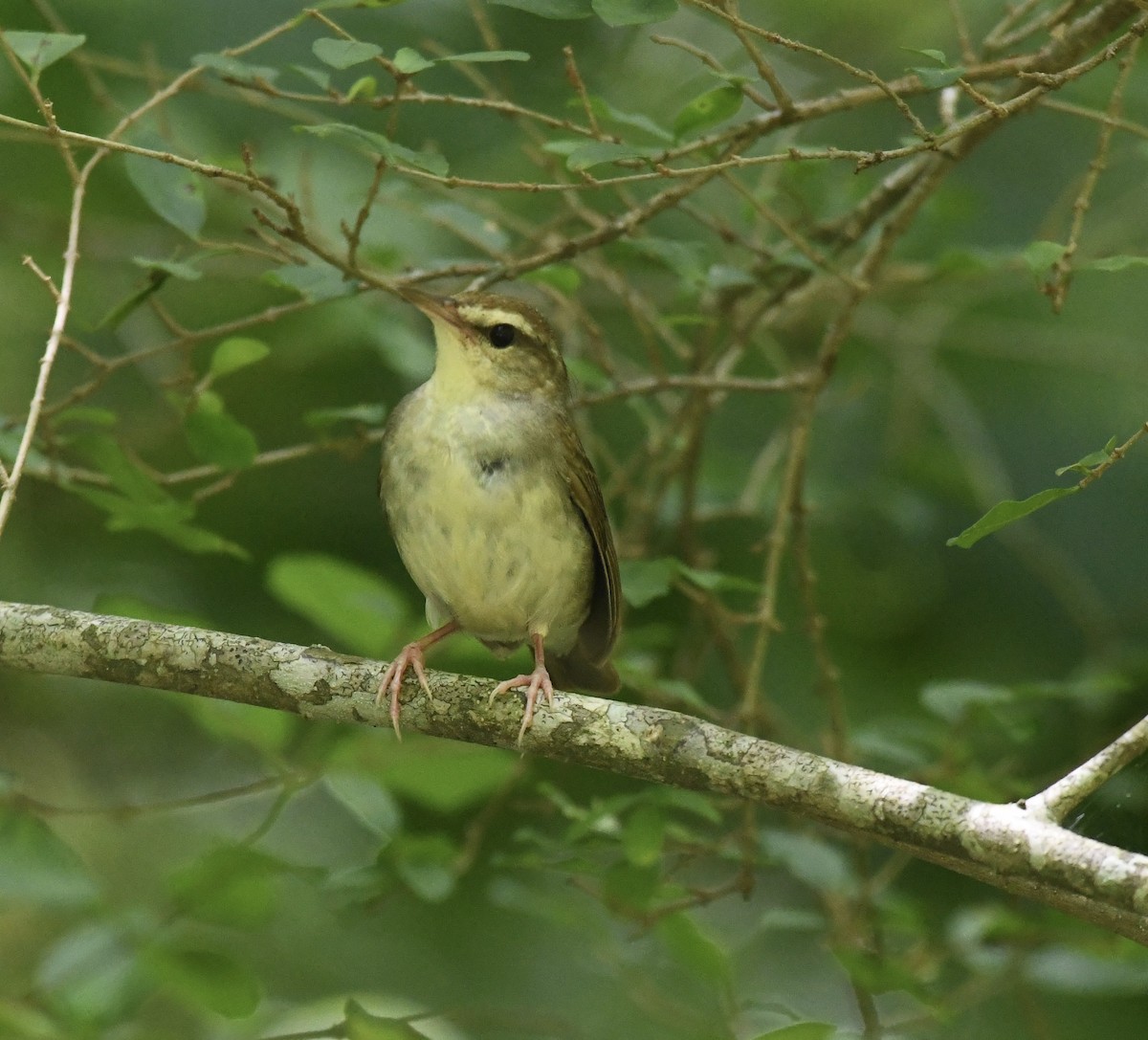 Swainson's Warbler - ML638880508