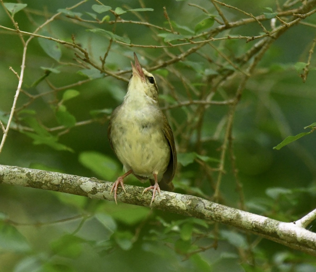 Swainson's Warbler - ML638880509
