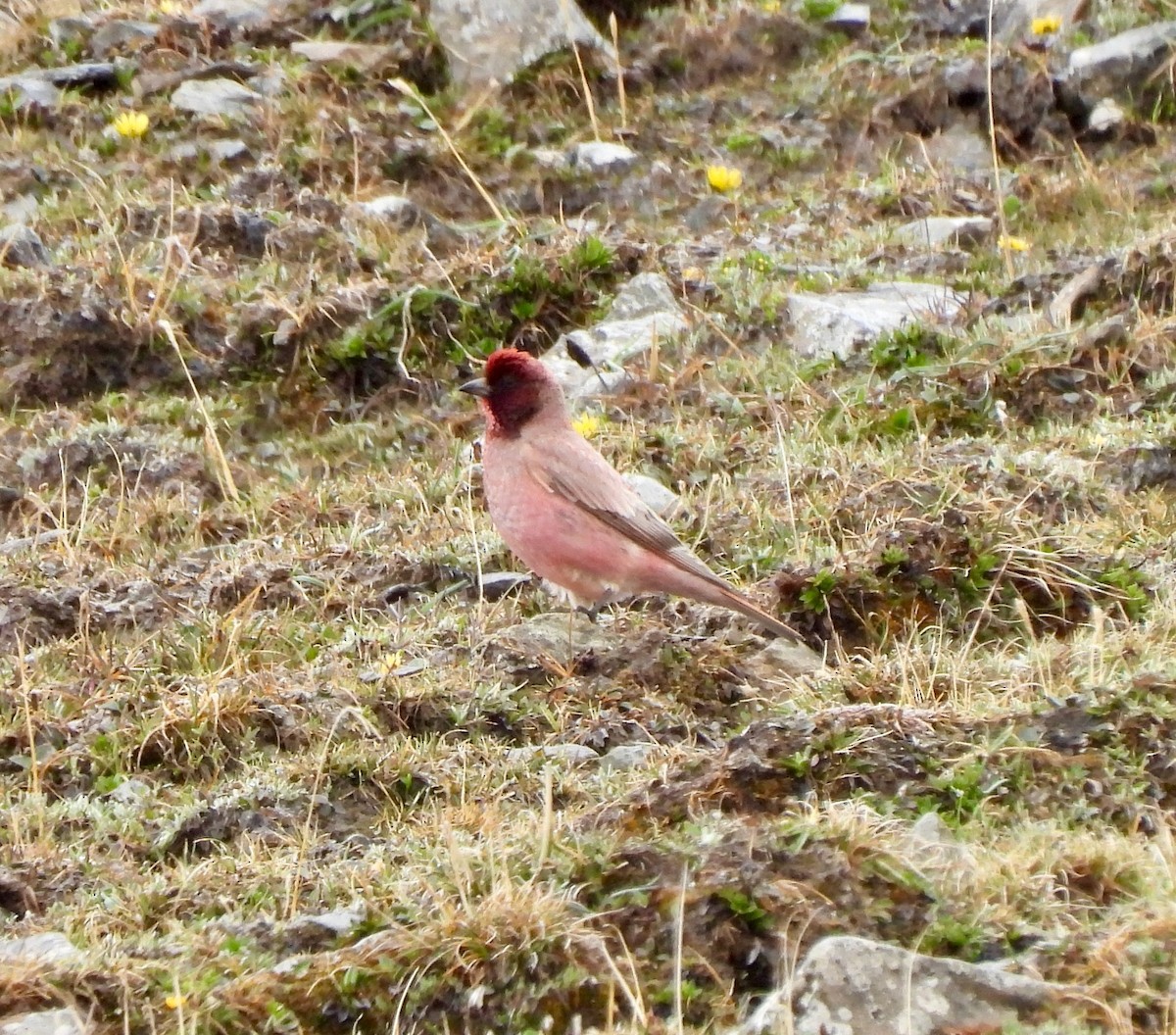 Tibetan Rosefinch - ML638880514