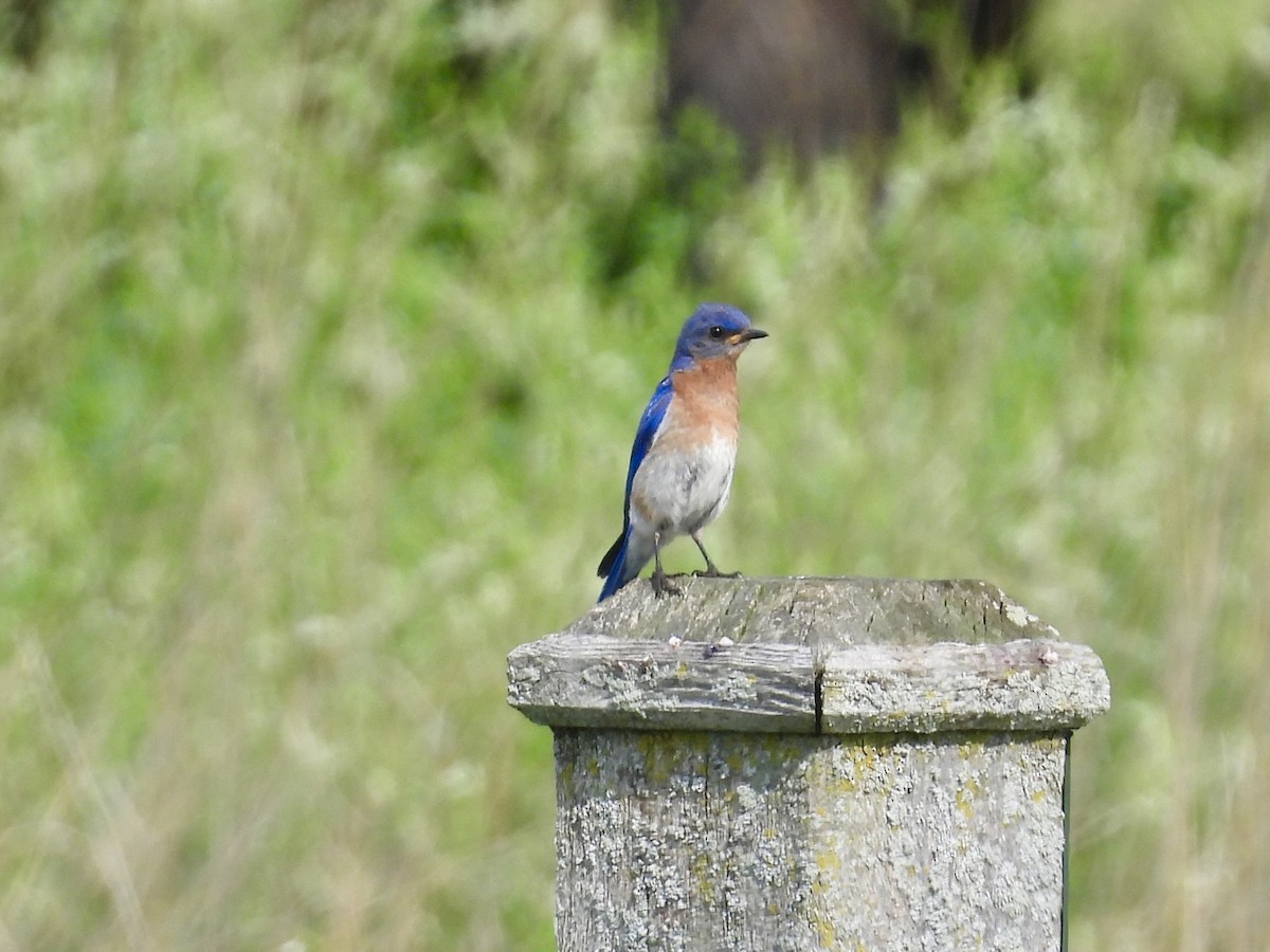 Eastern Bluebird - ML638880519