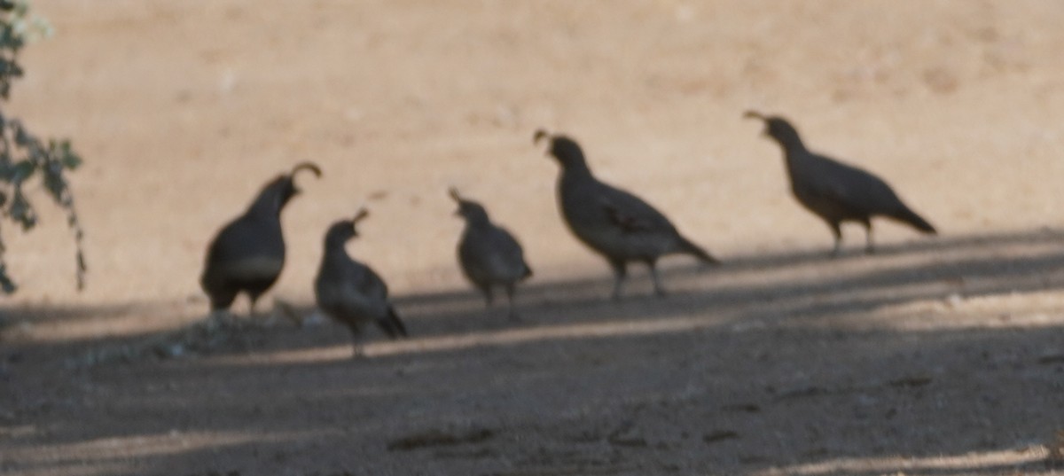 Gambel's Quail - ML638880523