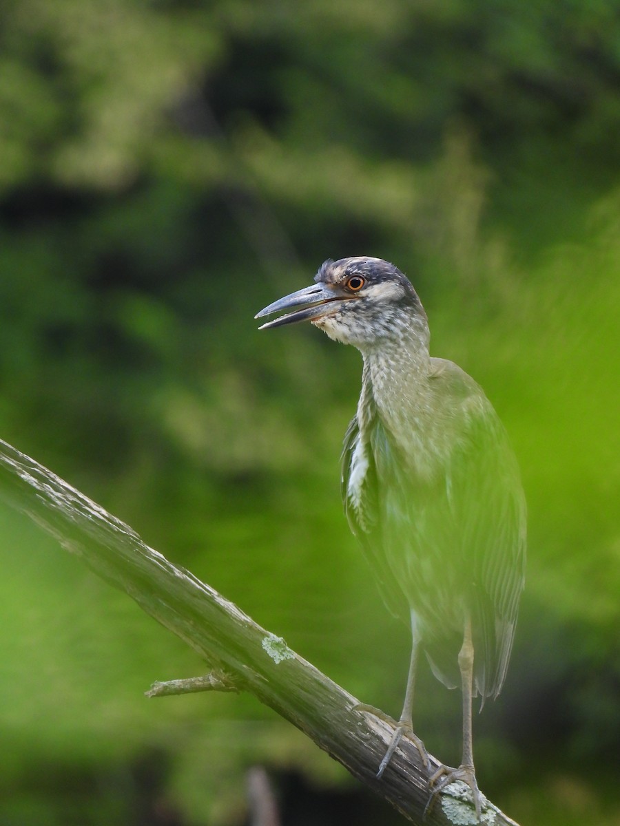 Yellow-crowned Night Heron - ML638880531
