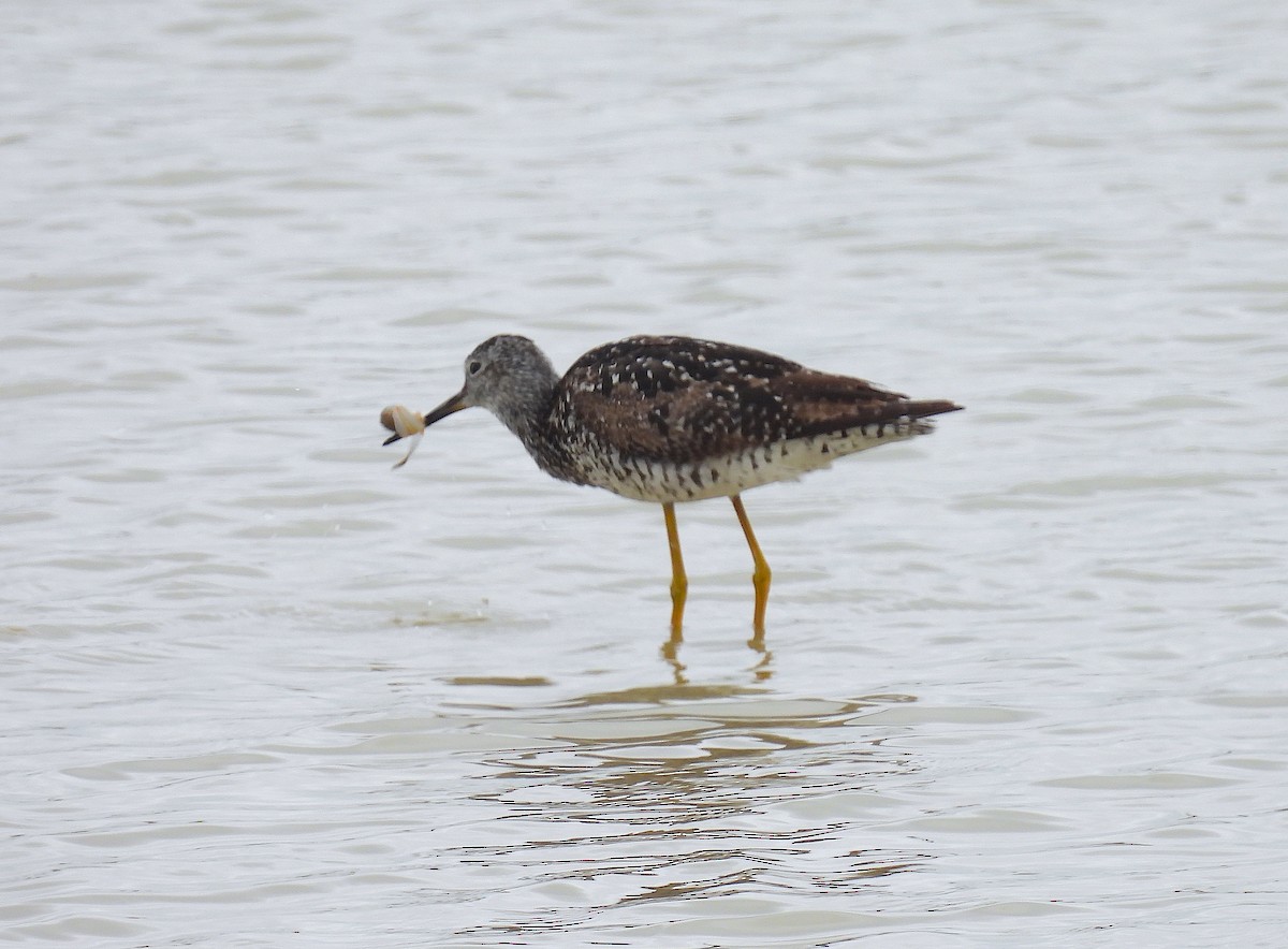 Greater Yellowlegs - ML638880568