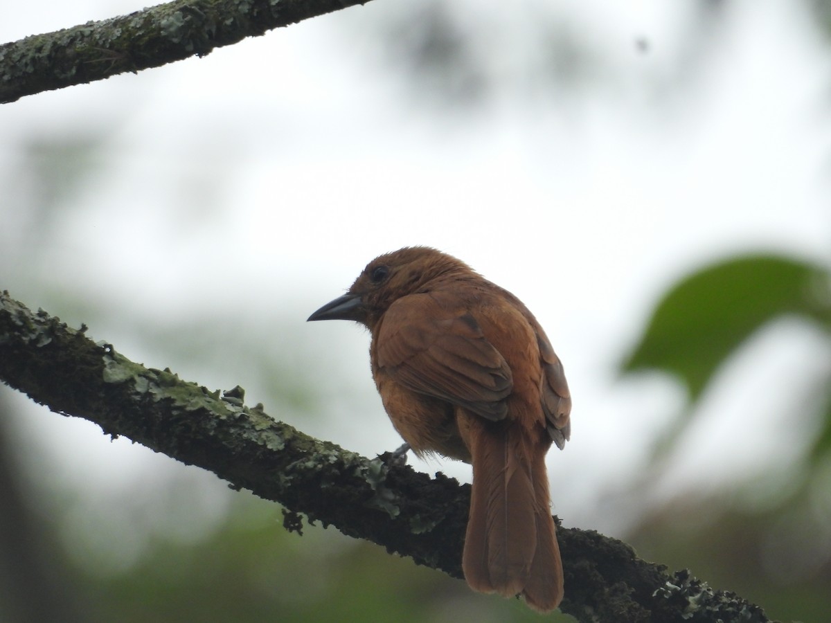 White-lined Tanager - ML638880573