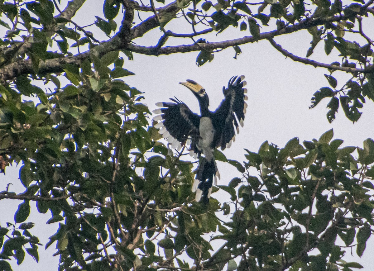 Oriental Pied-Hornbill - ML638880574