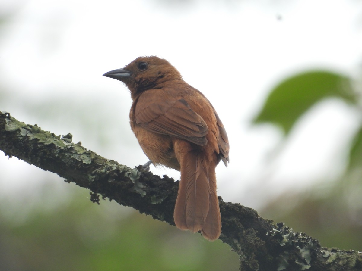 White-lined Tanager - ML638880576