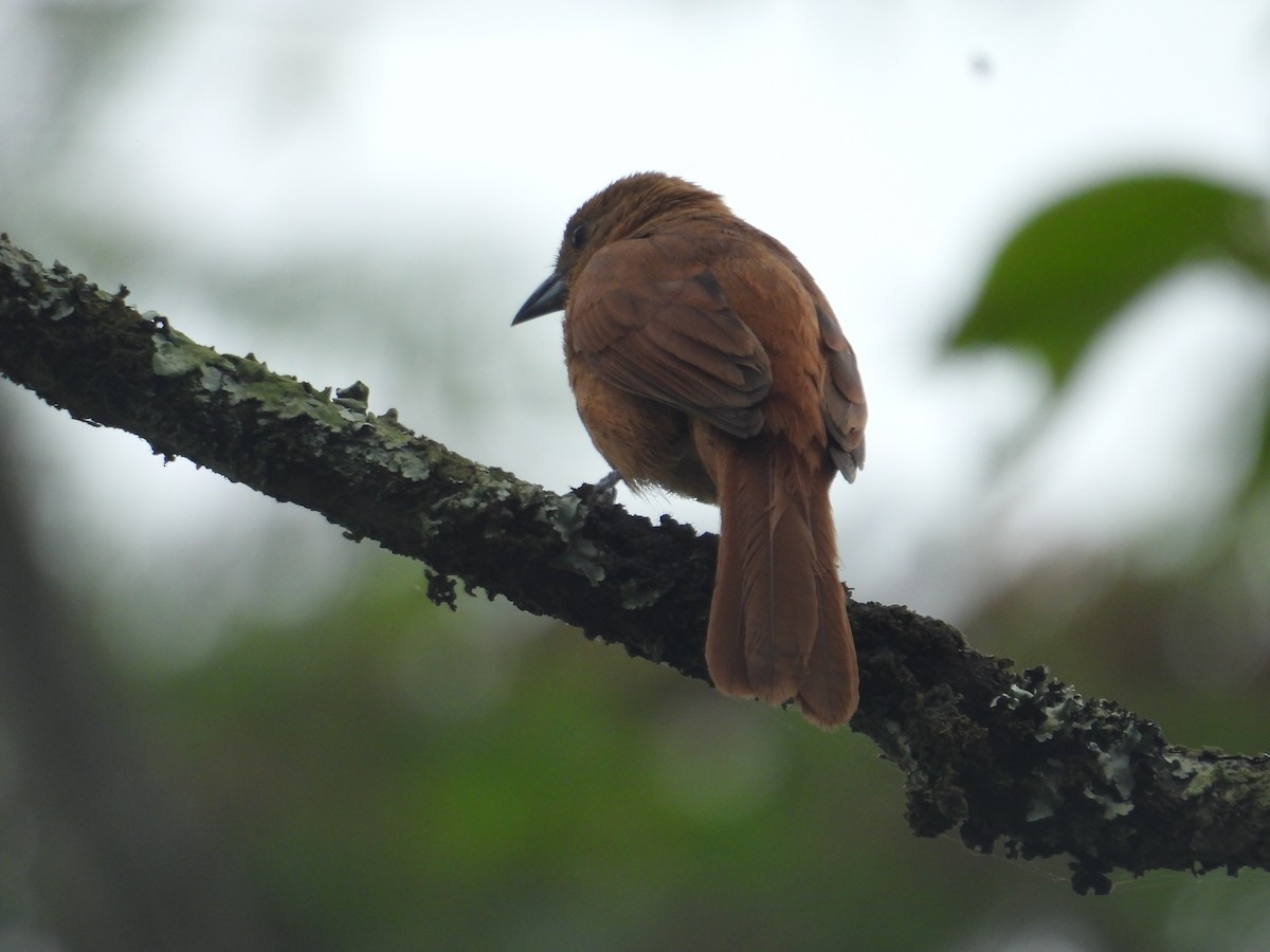 White-lined Tanager - ML638880577